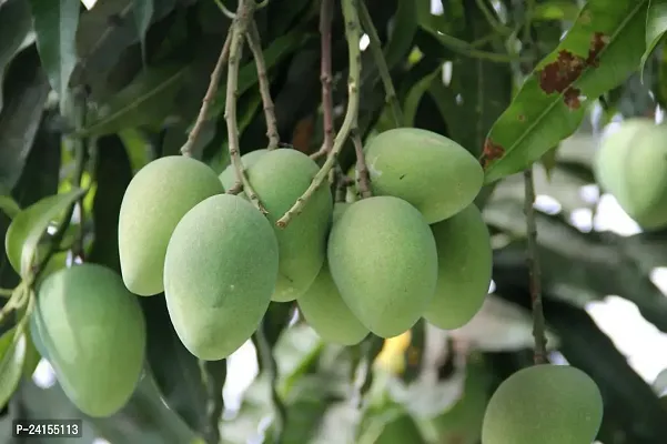 Mango Plant