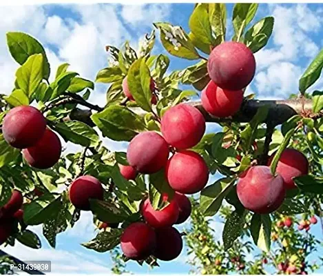 Natural Aloo Bukhara/Plum Plant-thumb2