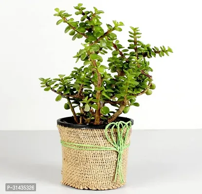 Natural Jade Plant