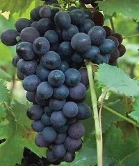 Natural Grapes Plant-thumb3