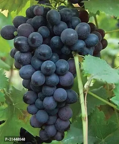 Natural Grapes Plant-thumb4