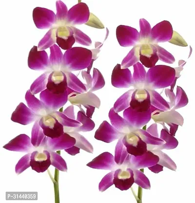 Natural Orchid Plant-thumb0