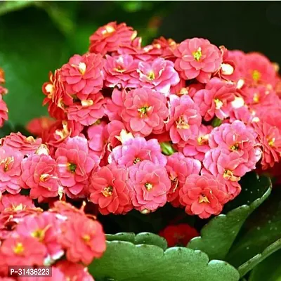 Natural Kalanchoe Plant-thumb0