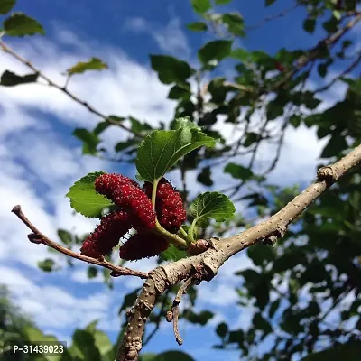 Natural Shahtoot/Mulberry Plant