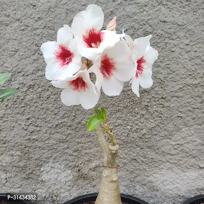 Natural Adenium Plant-thumb0