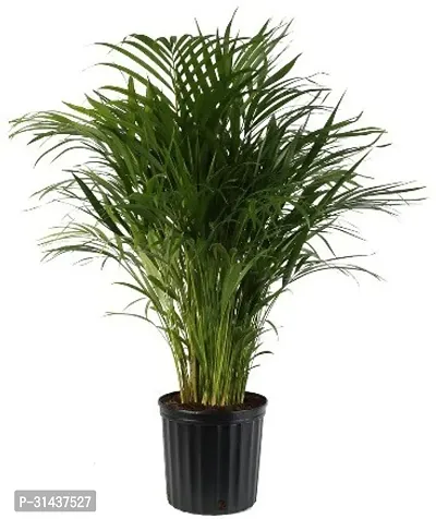 Natural Areca Plam Plant-thumb0