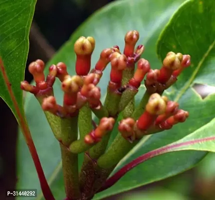 Natural Clove Plant-thumb2