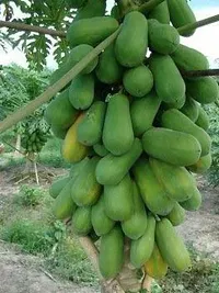 Natural Papaya Plant-thumb2