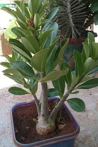 Natural Adenium Plant-thumb1