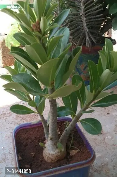 Natural Adenium Plant-thumb2