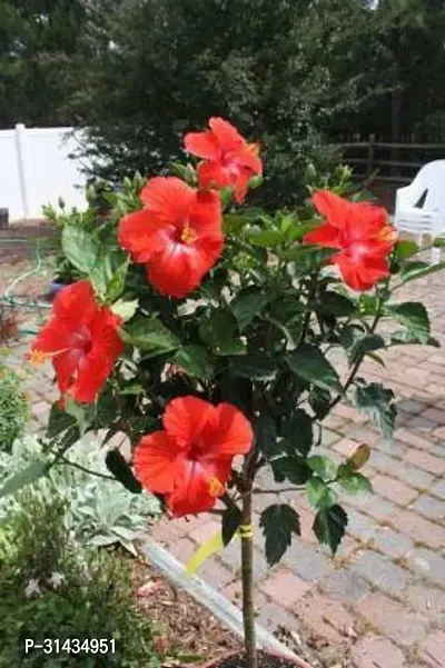 Natural Hibiscus Plant-thumb0