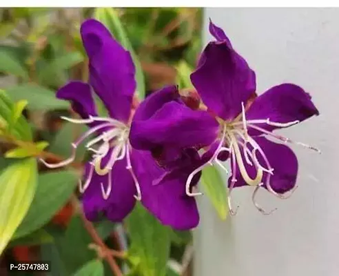 Begonia Vanusta Plant