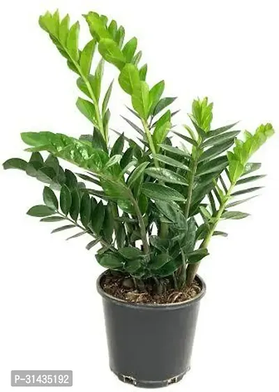 Natural Zamia Zz Plant-thumb0