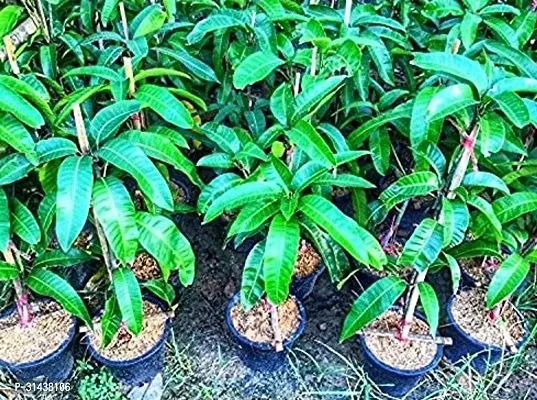 Natural Mango Plant-thumb4