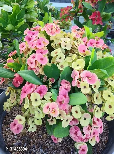 Natural Euphorbia Plant