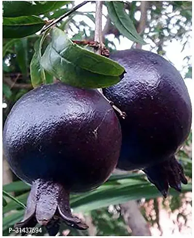 Natural Pomegranate Plant-thumb0