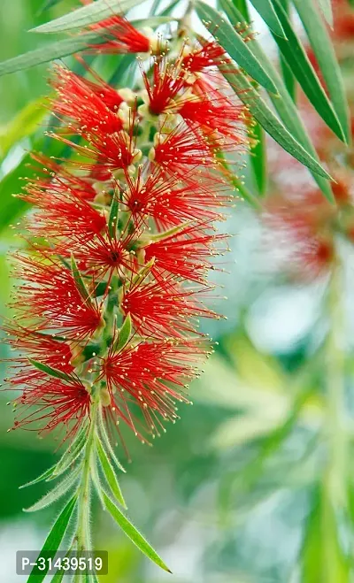 Natural Heart Leaf Oxycardium Plant