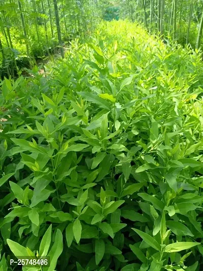 White Sandalwood Plant