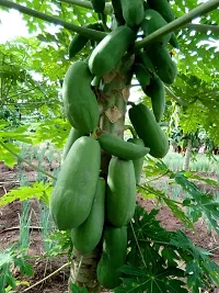 Natural Papaya Plant-thumb4