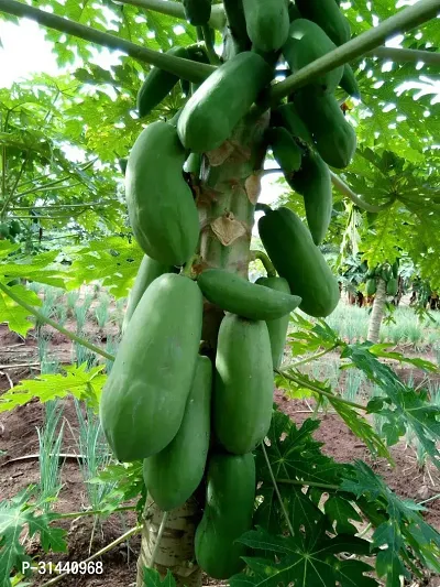 Natural Papaya Plant-thumb5