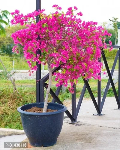 Natural Bougainvillea Plant