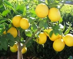 Lemon Plant-thumb2