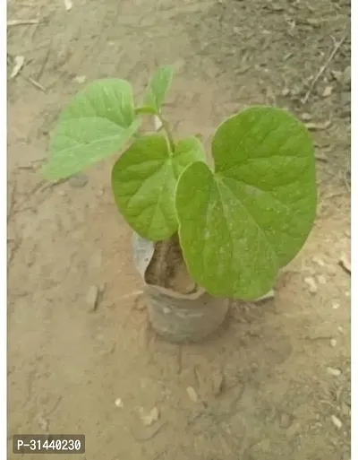 Natural Giloy Plant-thumb0