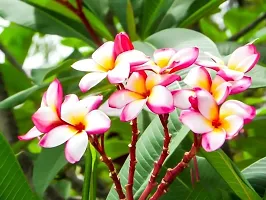 Natural Plumeria Plant-thumb1