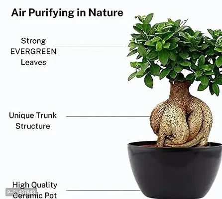 Natural Ficus Bonsai Plant-thumb0