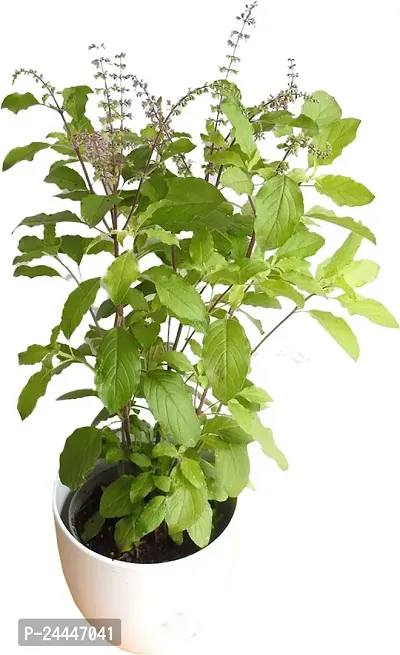 Natural Tulsi Plant