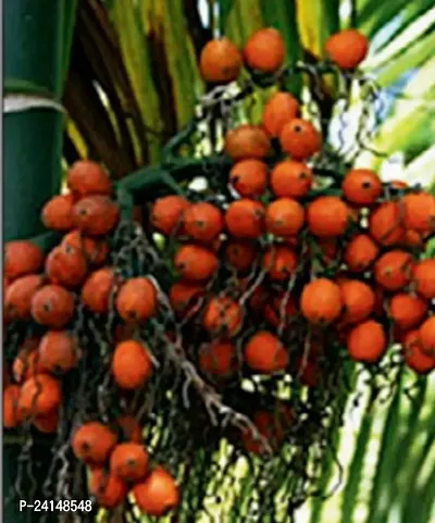 Betel Nut/Supari Plant
