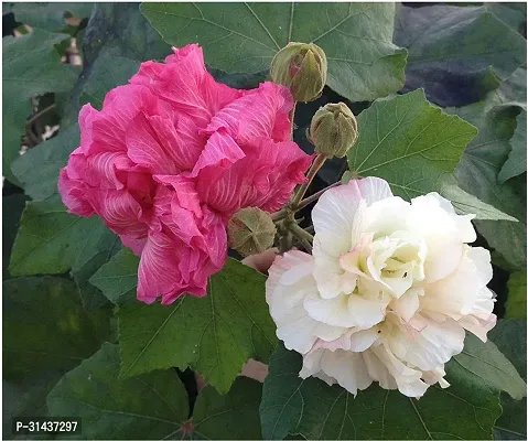 Natural Rose Plant-thumb0