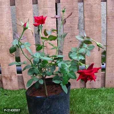 Natural Rose Plant-thumb3