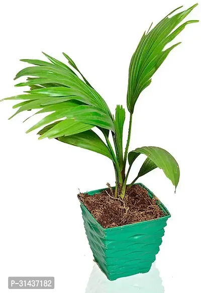 Natural China Palm Plant