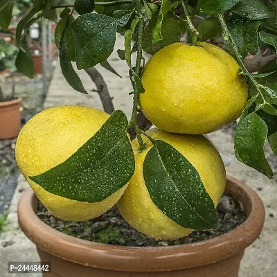 Natural Lemon Plant