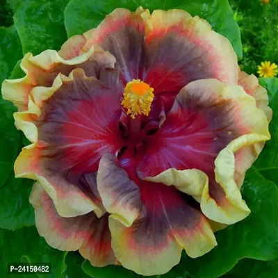 Hibiscus Plant