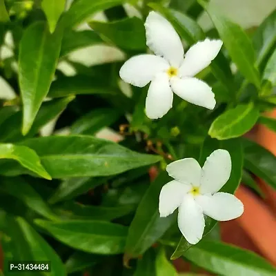 Natural Jasmine Plant-thumb0