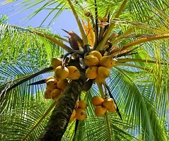 Natural Coconut Plant-thumb1