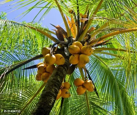 Natural Coconut Plant-thumb2