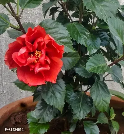 Natural Hibiscus Plant