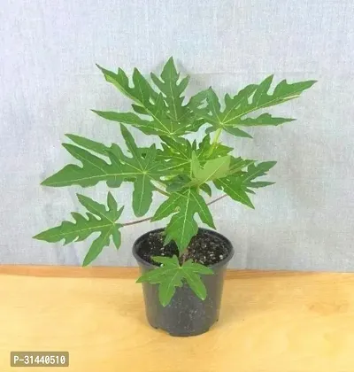 Natural Papaya Plant