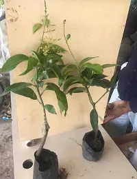 Mango Plant-thumb1