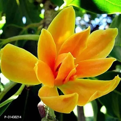 Natural Golden Champa Plant-thumb0