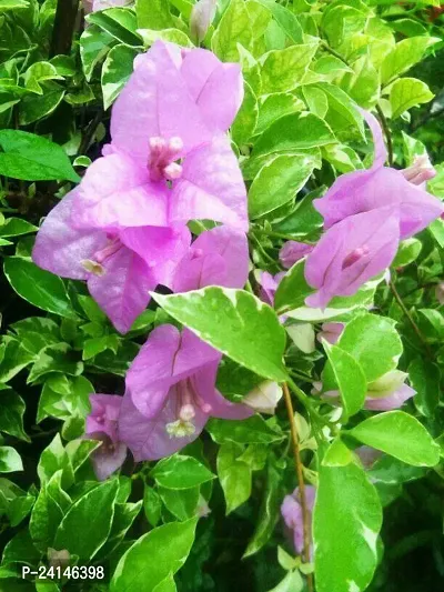 Baugainvillea Plant