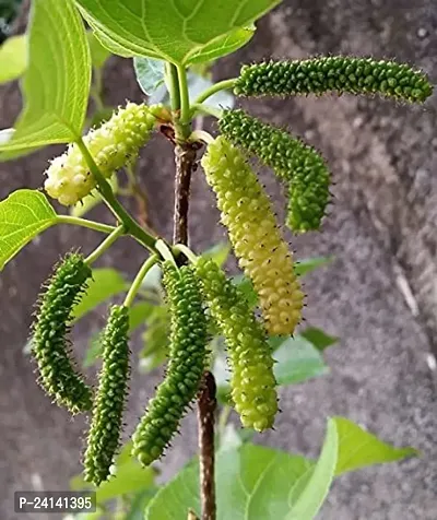 Shahtoot/Mulberry Plant