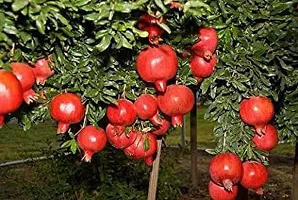 Pomegranate Plant-thumb1