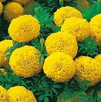 Marigold Plant-thumb1