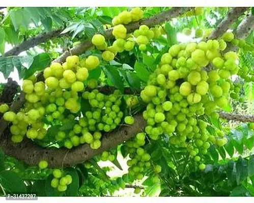 Natural Amla Plant