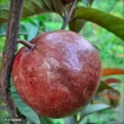 Natural Guava Plant-thumb0