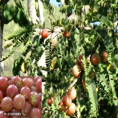 Natural Amla Plant